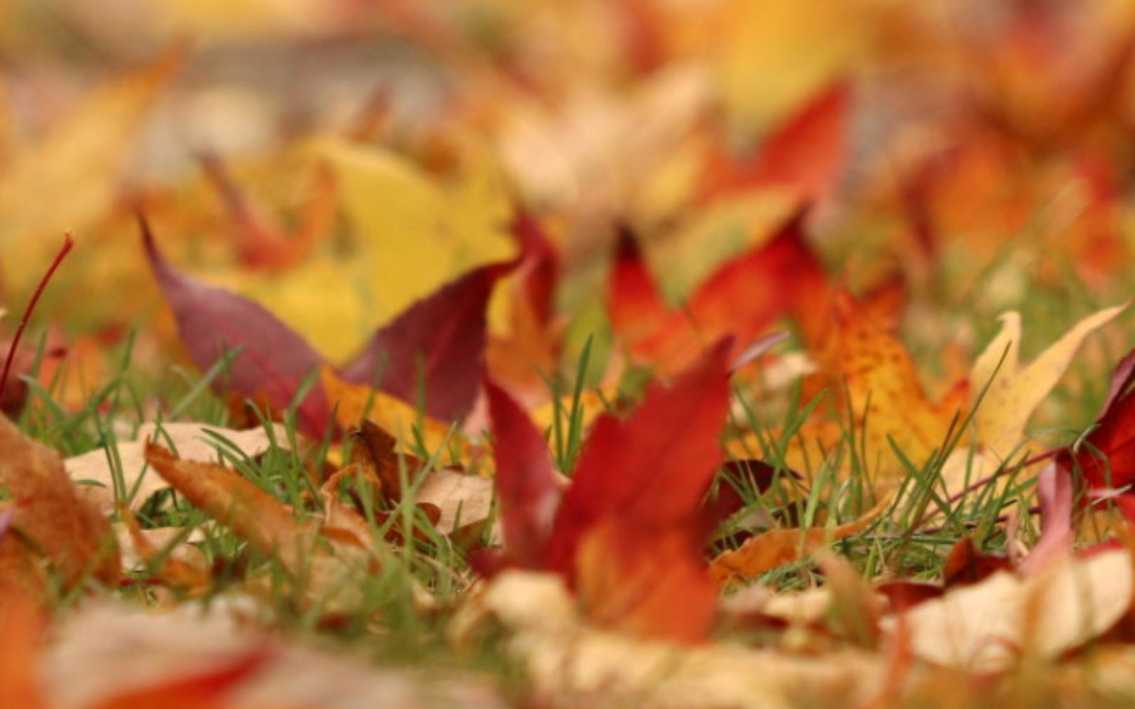 herbstblaetter