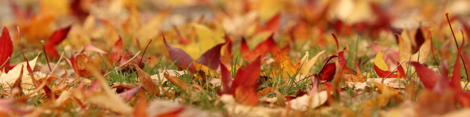 herbstblaetter