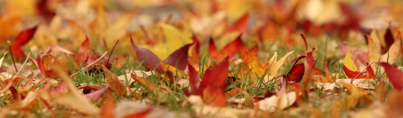 herbstblaetter