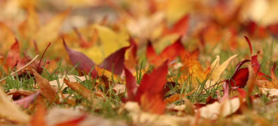 herbstblaetter