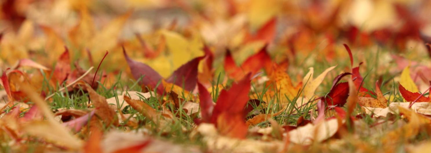 herbstblaetter